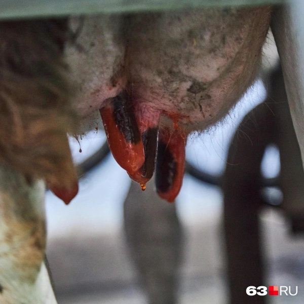 Источник: Роман Данилкин / 63.RU