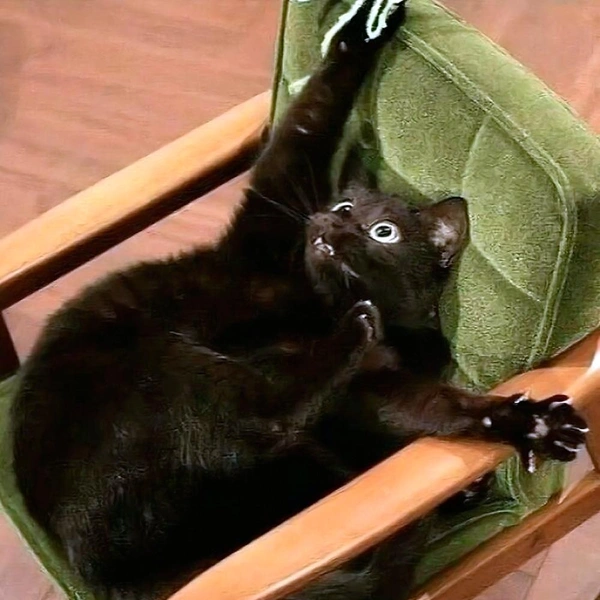 Смешные фотографии котов, которые мечтают о работе клоуна | Источник: соцсети