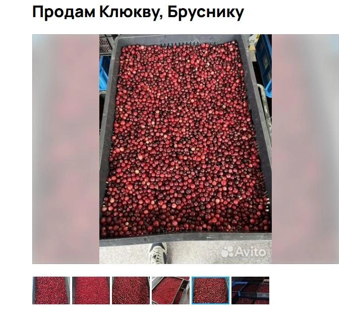 Источник: Авито / Avito.ru
