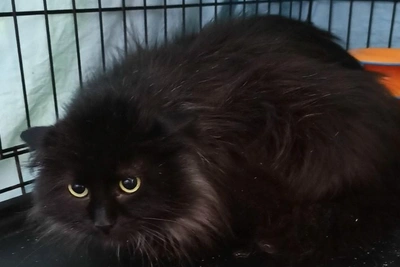 Трусливому коту из Новосибирска нужен дом