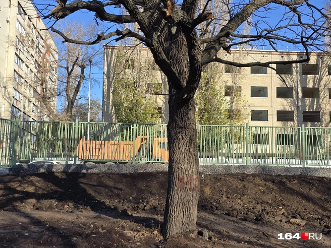 Это не единый номер вызова экстренных служб, а инвентарный номер дерева | Источник: Семен Коротов-Майбах / 164.RU