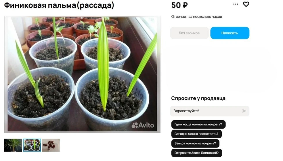 Источник: Avito.ru