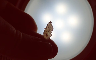 На острове Сулавеси обнаружено крошечное древнее оружие