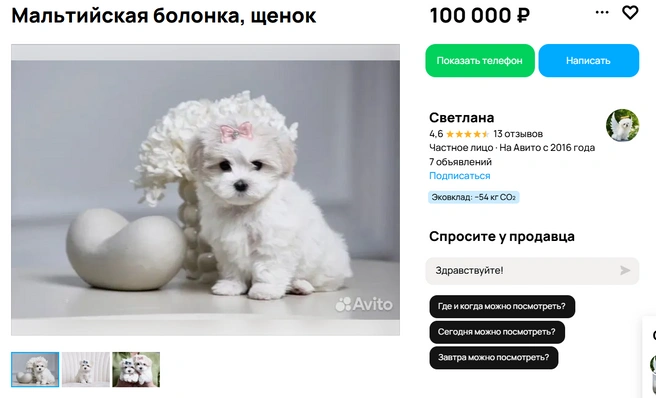 Белоснежный щенок мальтийской болонки | Источник: Avito.ru