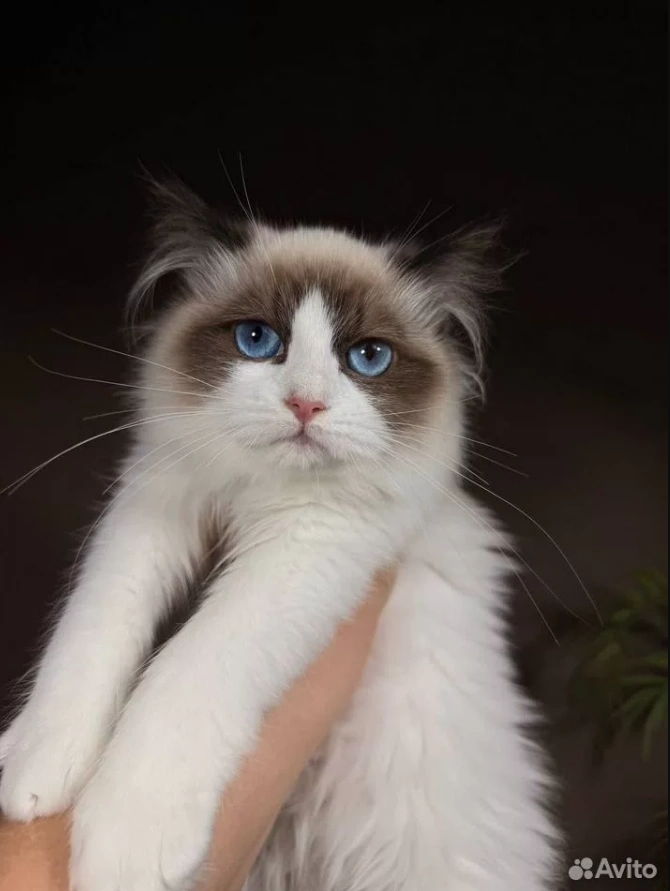 Порода отличается ярко-голубыми глазами