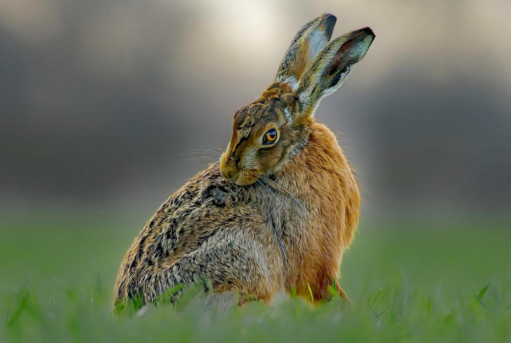 Чем заяц отличается от кролика?