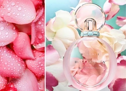 Аромат дня: Rose Goldea Blossom Delight от BVLGARI