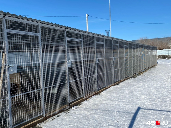В приюте имеются 13 уличных вольеров | Источник: Кирилл Митин