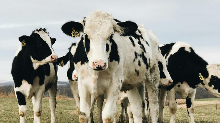 Мини-тест: Решите ли вы каверзную задачу про корову, которая ставит в тупик всех взрослых?