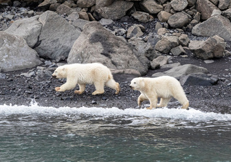 Голод не тетка: как белые медведи в Гренландии научились выживать без льдин