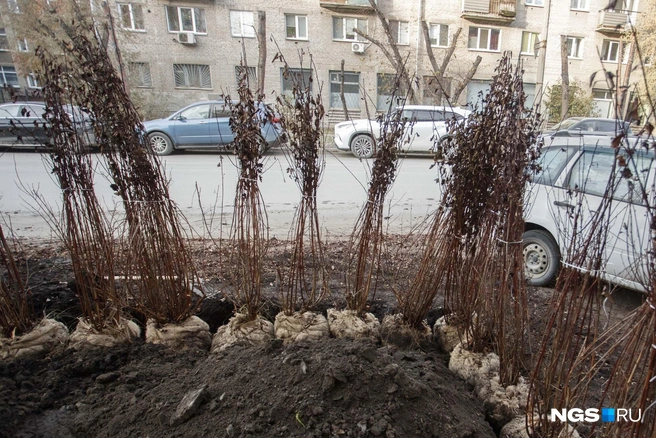 Несколько лет назад НГС сообщал о водителе автомобиля, который припарковался рядом с домом на Советской, 44. Он заехал на газон | Источник: Андрей Бортко / NGS.RU