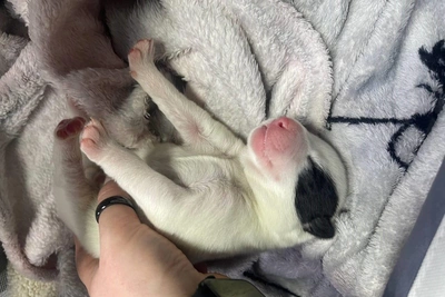 В пермскую ветклинику подкинули щенка, похожего на белого медвежонка