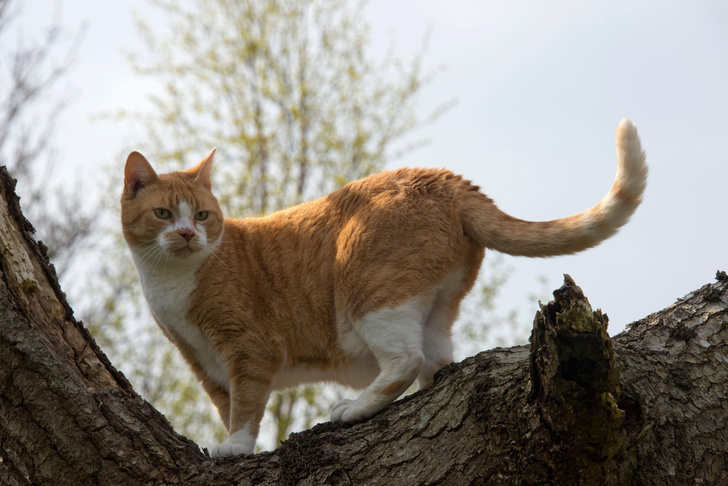 Почему кошки часто «застревают» на дереве?