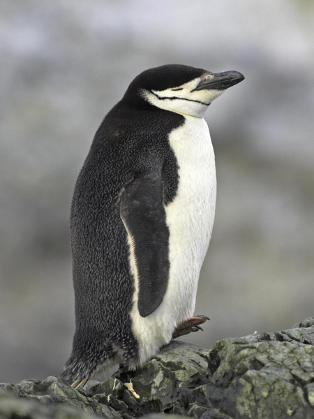 Как пингвины научились спать по 4 секунды и высыпаться? Важный секрет пернатых родителей