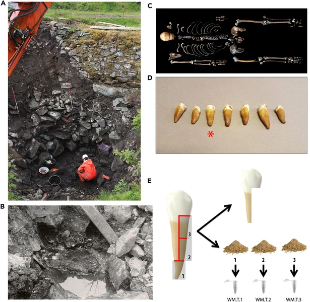 (A) Раскопки в 2016 году. (B) Останки, найденные в 1938 году. (C) Фото полного скелета. (D) Семь найденных зубов (зуб, использованный для анализа древней ДНК, обозначен красной звездой).