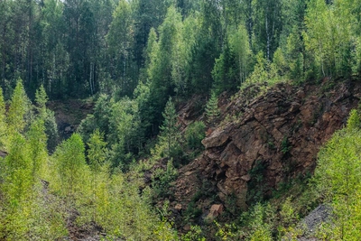 В Прикамье на школьника, собиравшего ягоды в лесу, напал медведь