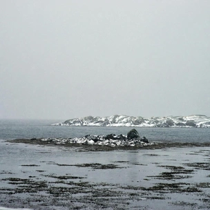 Экологическая катастрофа: новый массовый мор тюленей из Красной книги на Каспии — ученые ищут причины трагедии