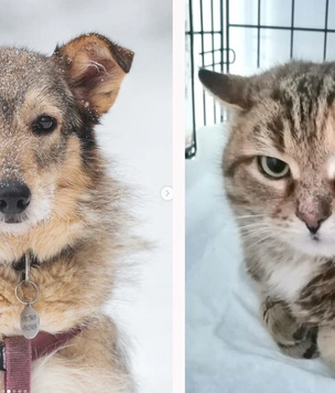 Котопёс недели: собака Лея и кошка Луша