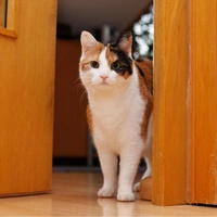 Стало известно, почему кошки мяукают, встречая у порога мужчин-хозяев, а с женщинами молчат