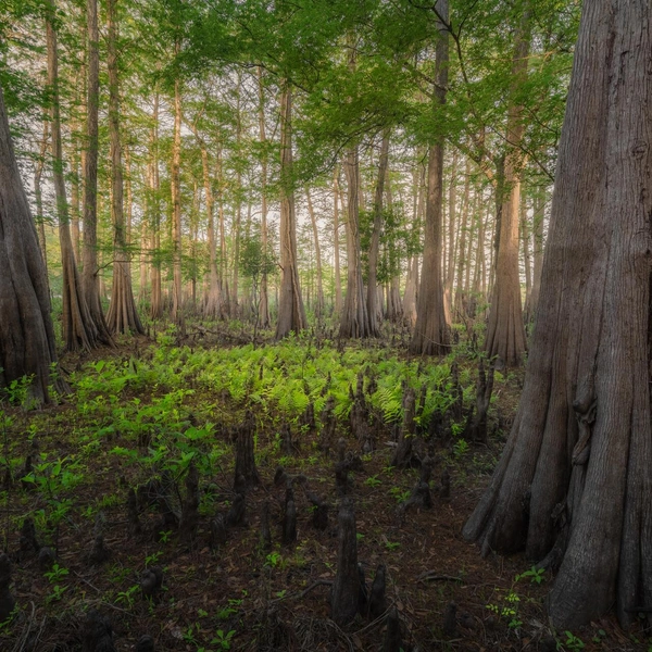 Победитель в номинации «Растения» | Источник: Don Pelliccia / Florida Wildlife Federation Photo Contest 2025