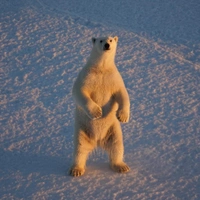 Якобы имитация, но просят до ₽900 тыс. Браконьеры научились обходить запрет на продажу шкур белых медведей