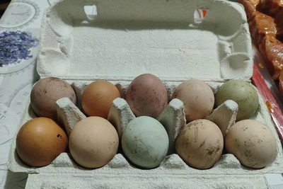 В Башкирии куры несут яйца всех цветов радуги