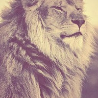 Аватарка Cayenne