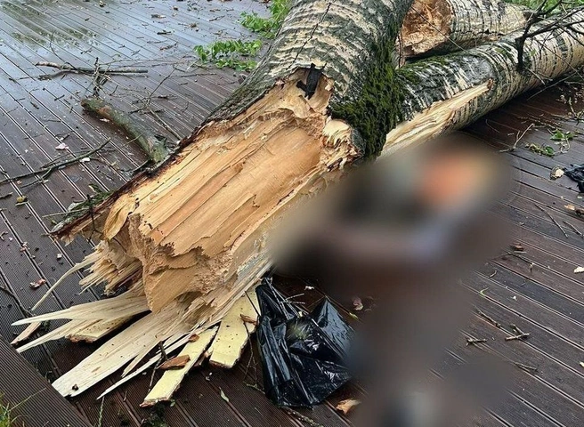 В Щелкове упавшим деревом убило 64-летнего мужчину и его внука | ya62.ru