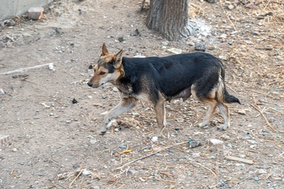 Администрация Кимовска выплатит компенсацию за нападение собак