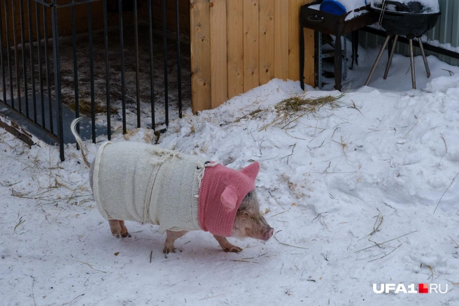 Зимнюю одежду Розочке связала бабушка | Источник: Булат Салихов / UFA1.RU
