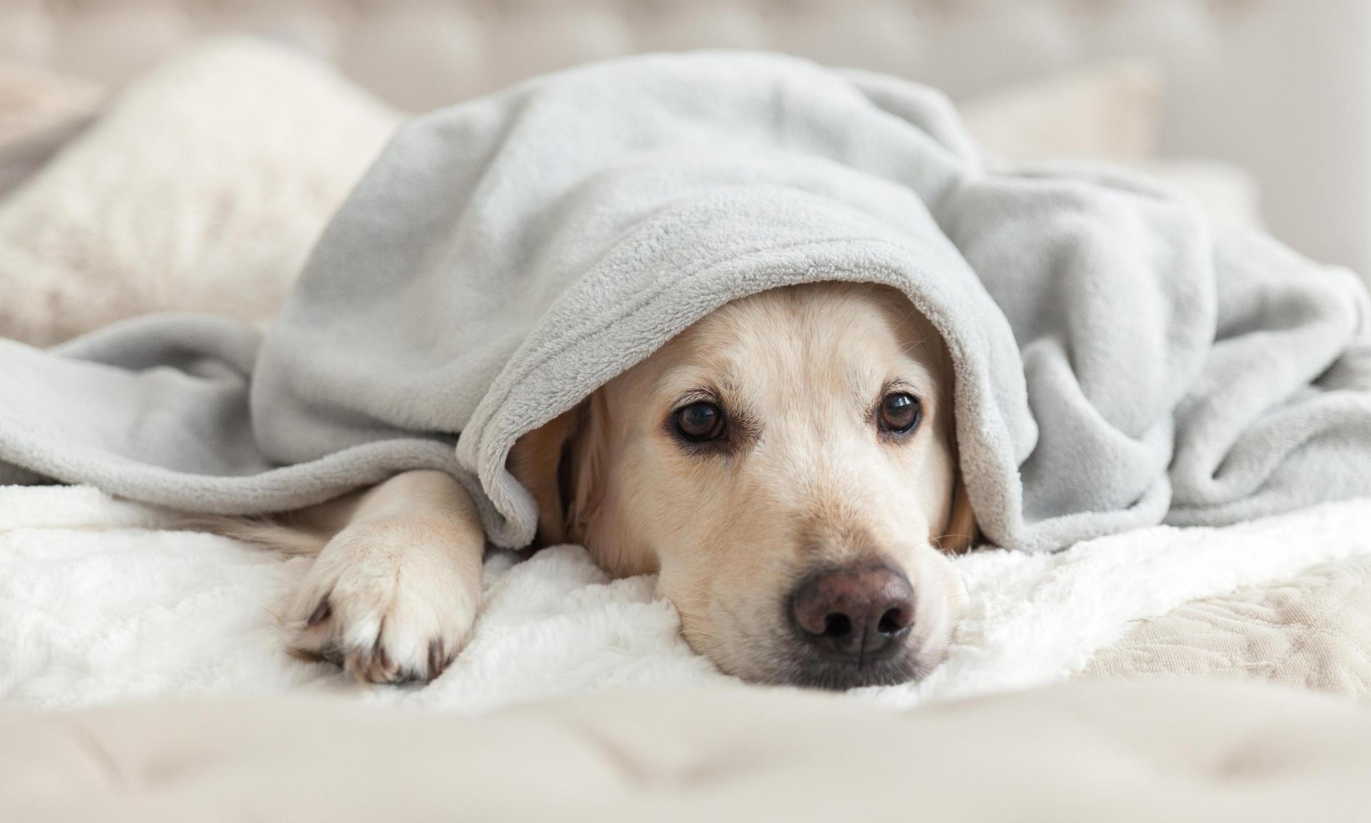 5 сигналов, указывающих на то, что у собаки депрессия