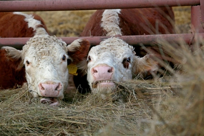 Частные фермы Башкирии продаются за 2,5-4,3 млн рублей