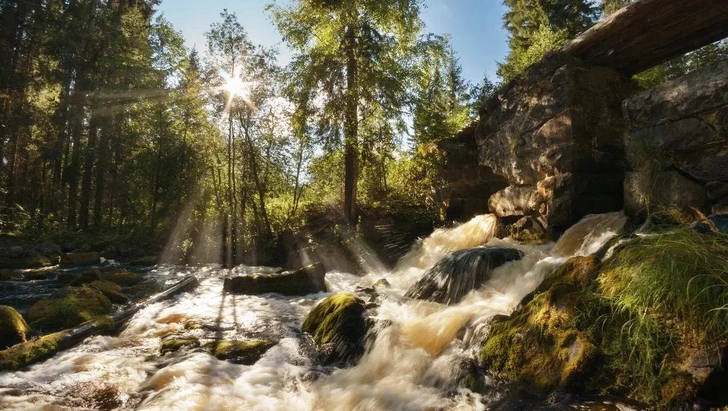 Лес вокруг глэмпинга «Смородина» (Республика Карелия) | Источник: Shutterstock/Fotodom.ru