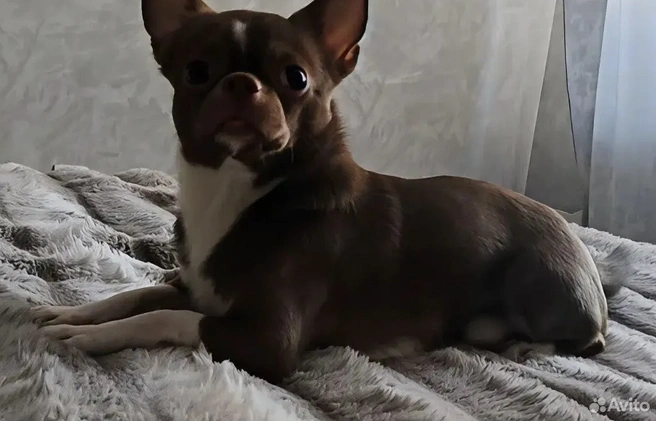 Источник: avito.ru