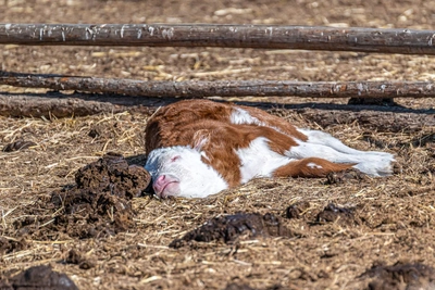 Riazan Veterinarian Stole Calf After Claiming It Died