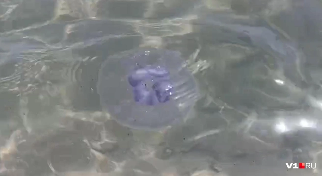 Медуза достаточно хорошо заметна на фоне морской воды | Источник: читатели V1.RU