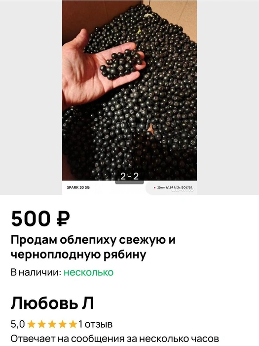 Некоторые продавцы привозят черноплодную рябину из Кургана | Источник: Avito.ru
