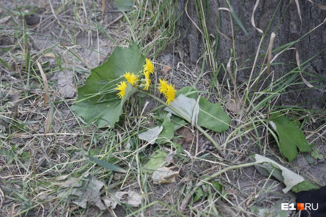 На месте трагедии лежат полевые цветы | Источник: Владислав Лоншаков / E1.RU