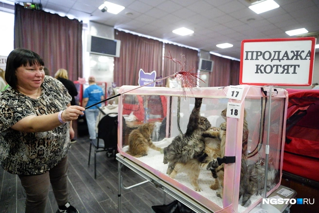 На выставке можно сразу купить понравившегося котенка  | Источник: Варвара Фролова / NGS70.RU