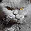 userpic__arinago