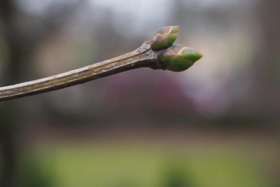 В Алтайском крае на выходных прогнозируют весеннее потепление