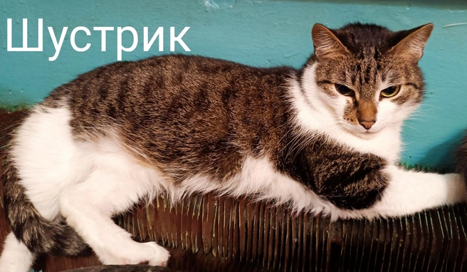Источник: «Помощь бездомным животным г. Полярные Зори!» / Vk.com