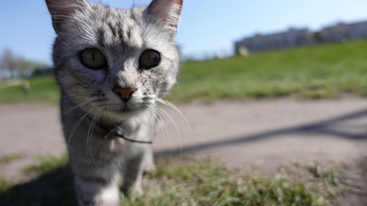 Что такое Мур-мудский треугольник, и как он связан с кошками в Шотландии