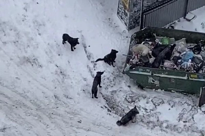 Бастрыкин потребовал возбудить дело из-за нападений собак