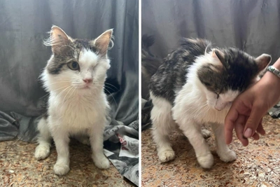 One-eyed cat Goryets seeks loving family in Novosibirsk