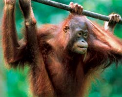 Борнео, колыбель эволюции