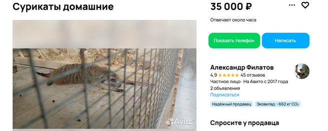 Зверьки немного диковаты | Источник: Авито