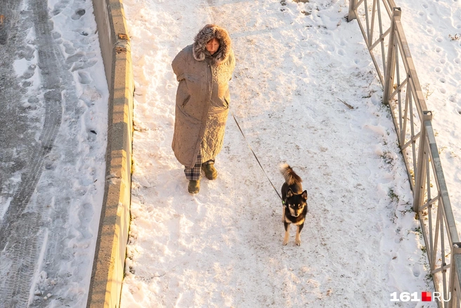 У собачников нет выбора. Питомца надо выгулять | Источник: Евгений Вдовин / 161.RU