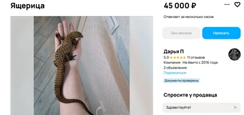 За ящерицу просят 45 тысяч рублей | Источник: Авито