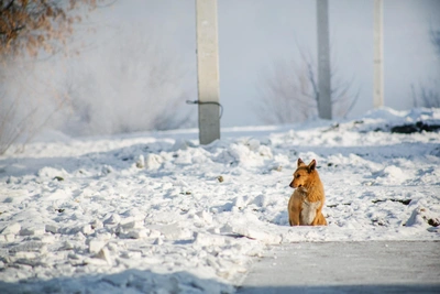 Kurgan authorities issue statement on stray dog attacks